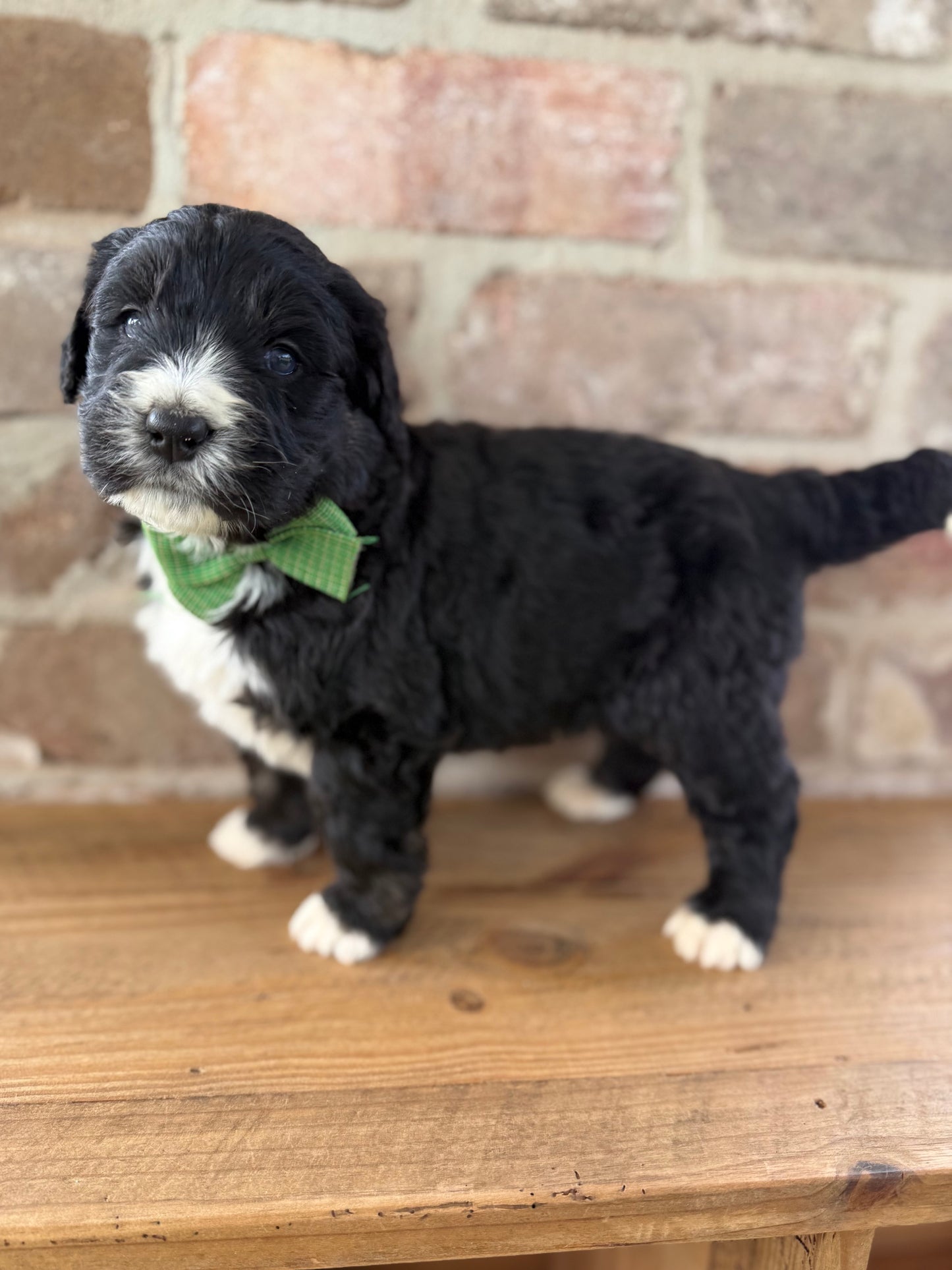 F1 Standard Bernedoodles (Bernese Mountain Dog x Standard Poodle)