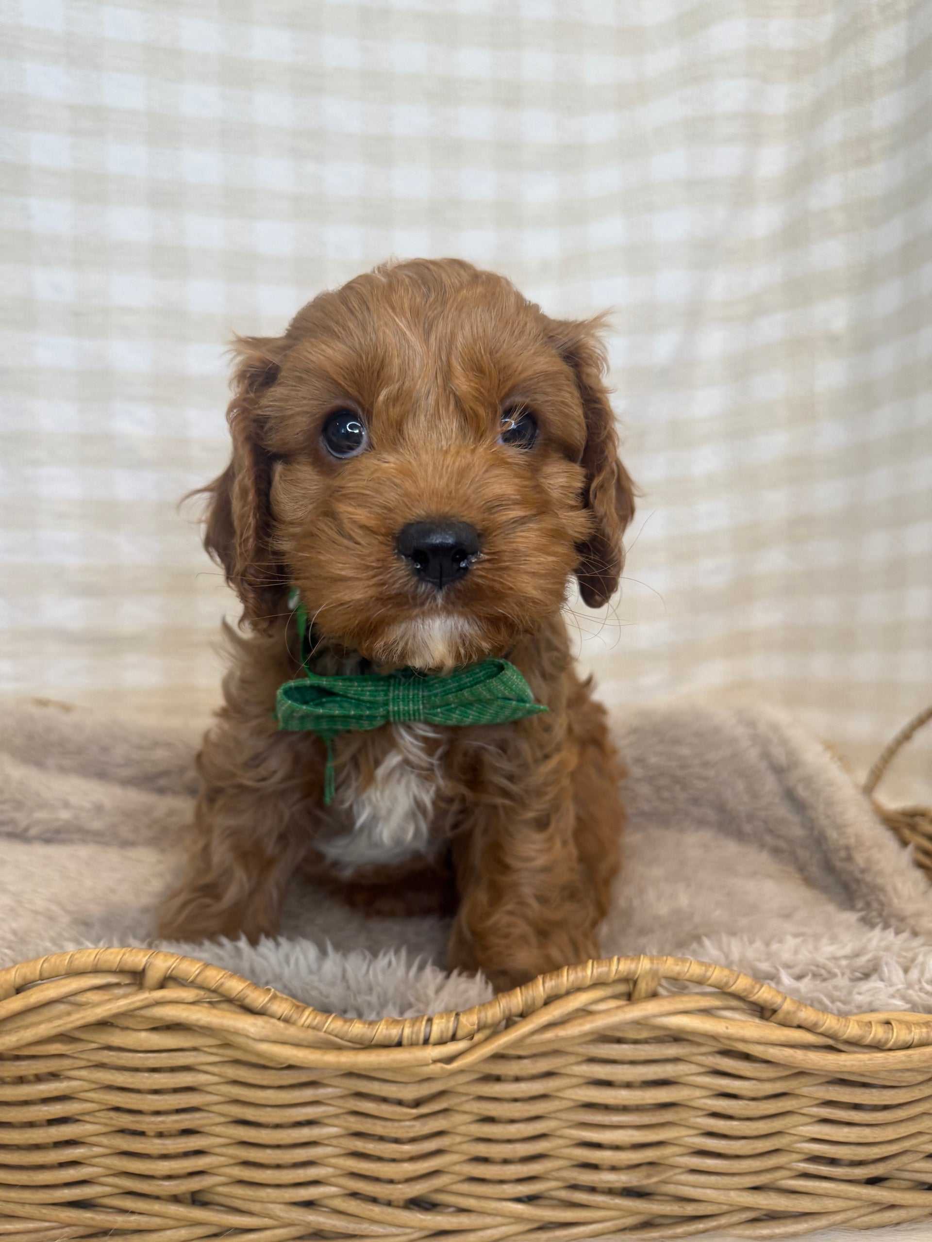 Girl Cavoodle X F1 Toy Cavoodles (DNA Clear) – Country Canine