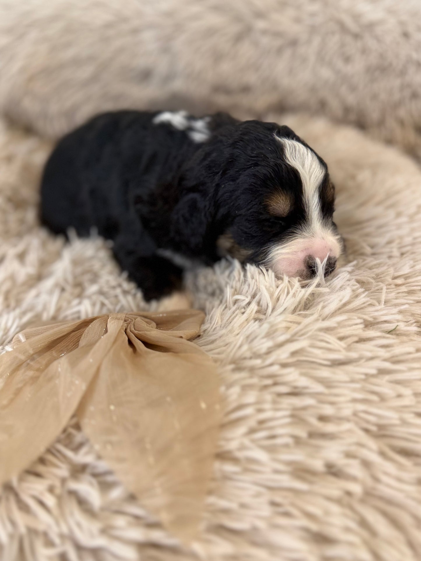 F1 Standard Bernedoodles (Bernese Mountain Dog x Standard Poodle)