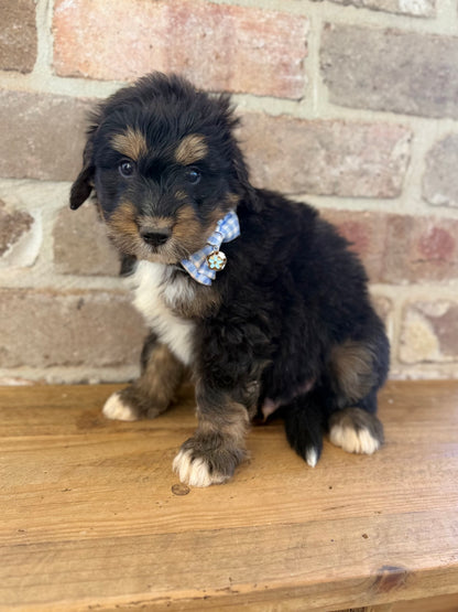 7 x F1 Standard Bernedoodles (Bernese Mountain Dog x Standard Poodle) READY END OF OCTOBER