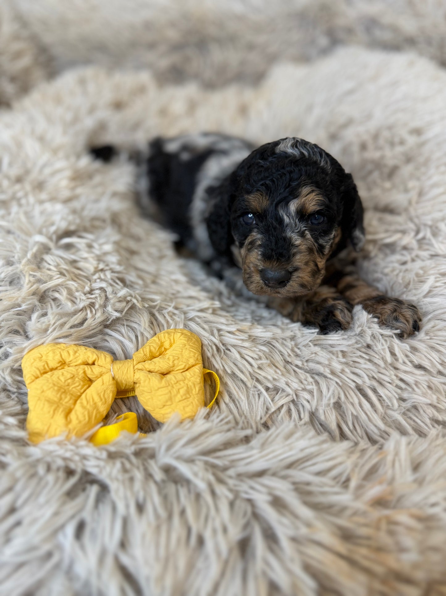 F1b Medium Bernedoodles (Standard Bernedoodle x Mini Poodle)