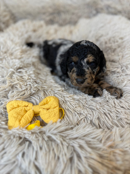 F1b Medium Bernedoodles (Standard Bernedoodle x Mini Poodle)