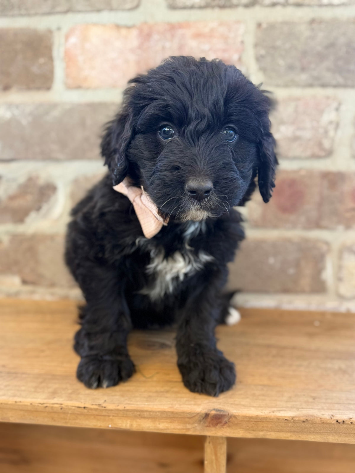 7 x F1 Standard Bernedoodles (Bernese Mountain Dog x Standard Poodle) READY END OF OCTOBER