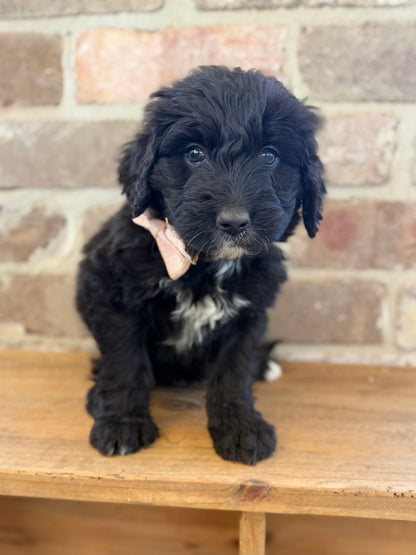 7 x F1 Standard Bernedoodles (Bernese Mountain Dog x Standard Poodle) READY END OF OCTOBER