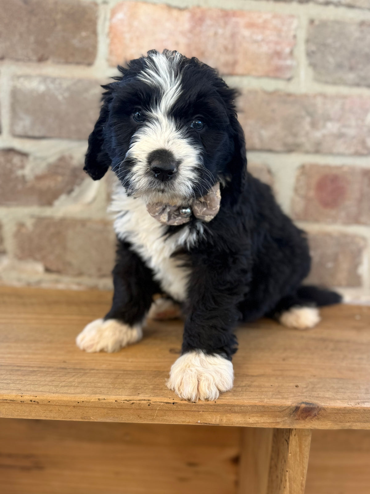 7 x F1 Standard Bernedoodles (Bernese Mountain Dog x Standard Poodle) READY END OF OCTOBER