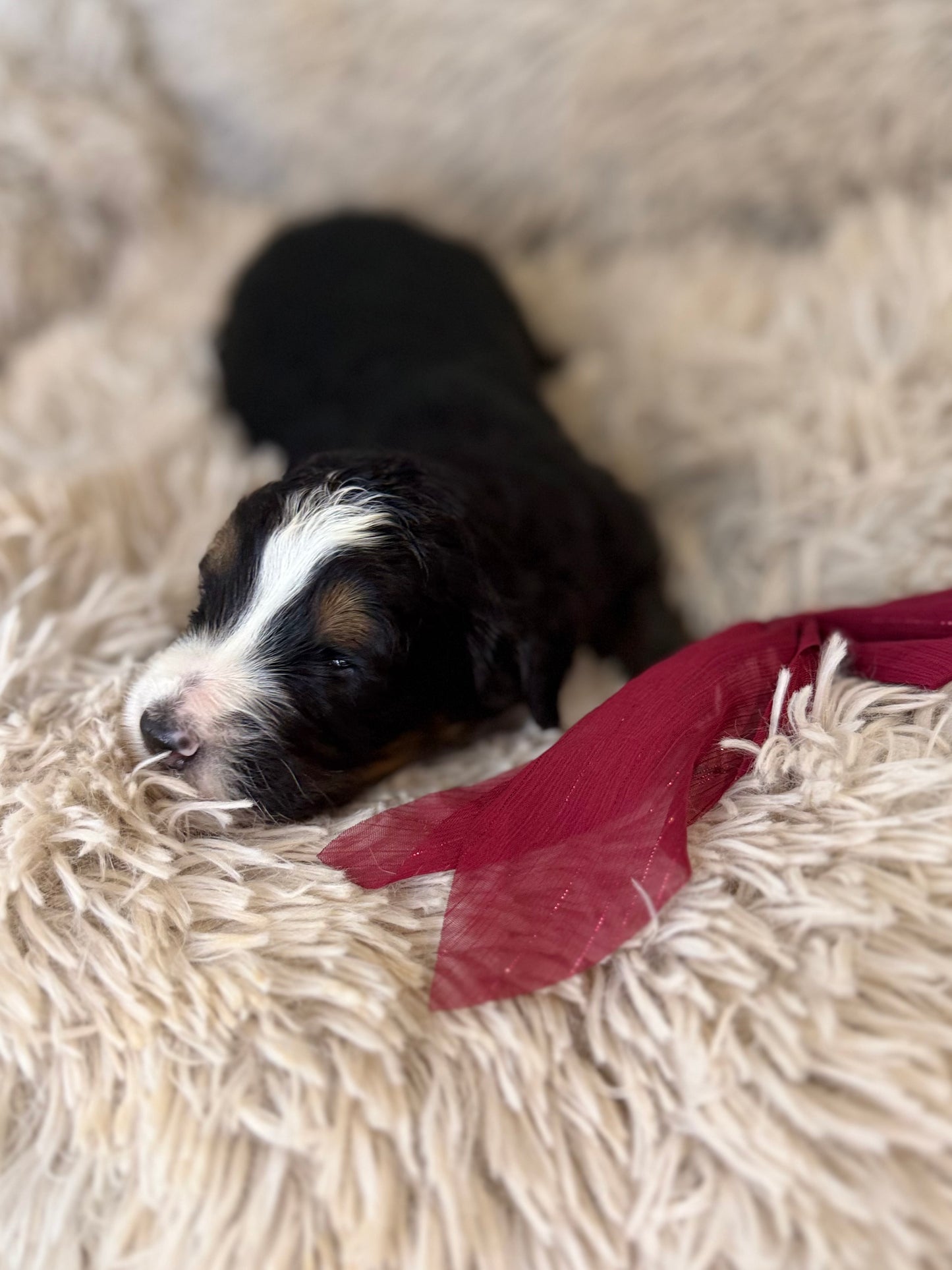 F1 Standard Bernedoodles (Bernese Mountain Dog x Standard Poodle)