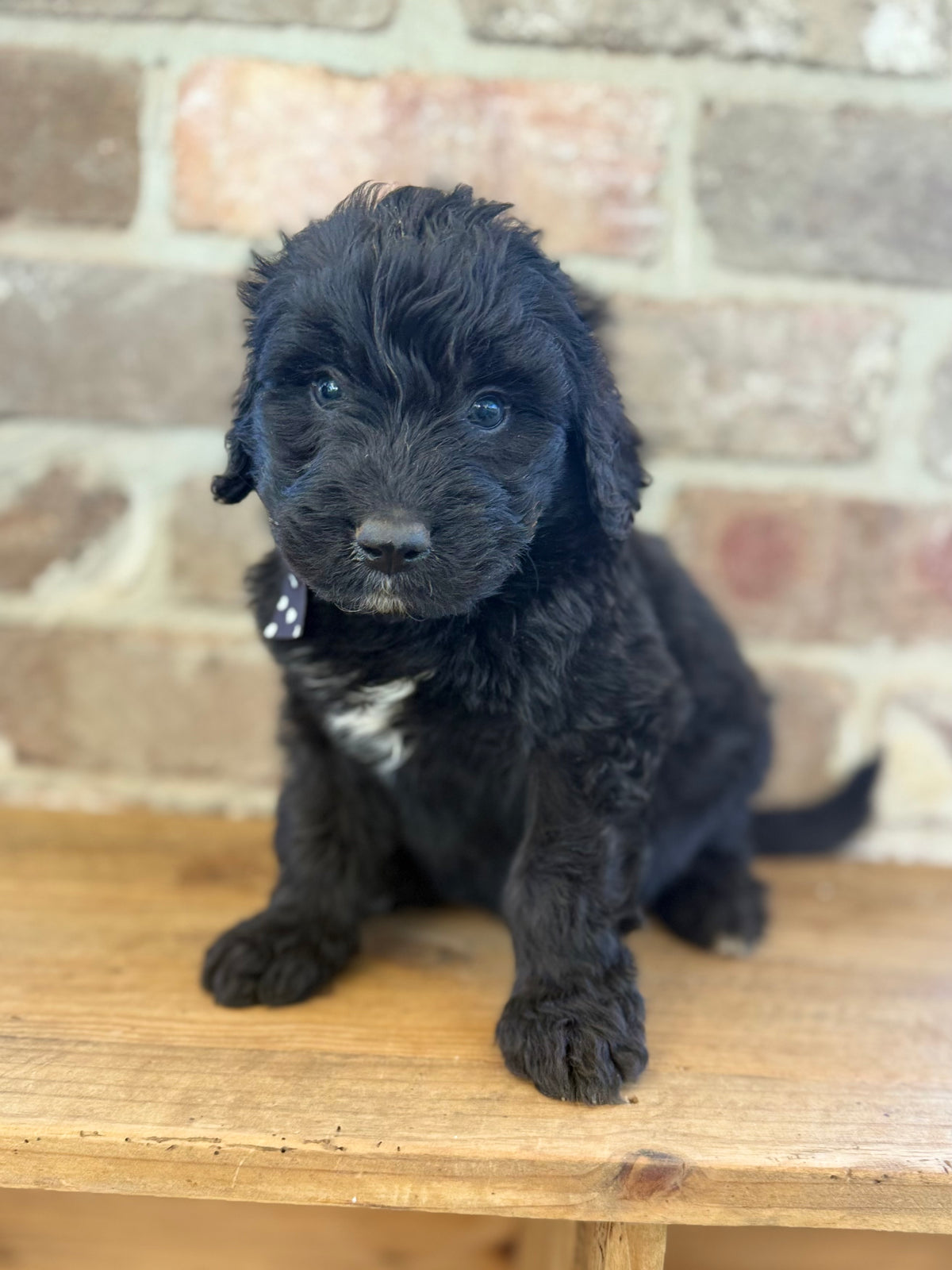 7 x F1 Standard Bernedoodles (Bernese Mountain Dog x Standard Poodle) READY END OF OCTOBER