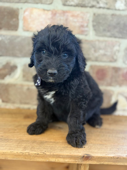 7 x F1 Standard Bernedoodles (Bernese Mountain Dog x Standard Poodle) READY END OF OCTOBER