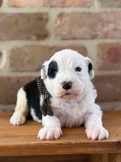 F1 Standard Sheepadoodles (Old English Sheepdog x Standard Poodle)