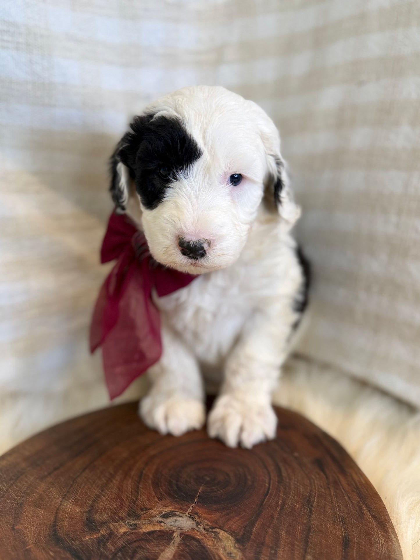 F1 Standard Sheepadoodles (Old English Sheepdog x Standard Poodle)
