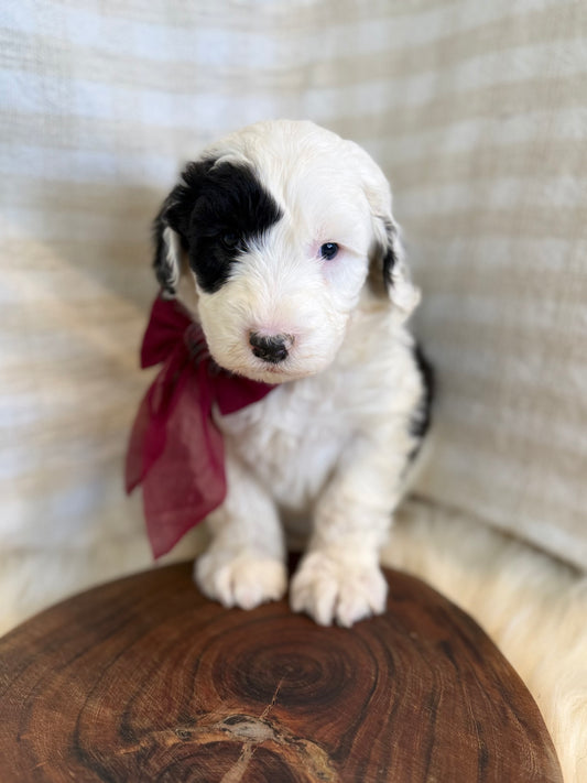 F1 Standard Sheepadoodles (Old English Sheepdog x Standard Poodle)