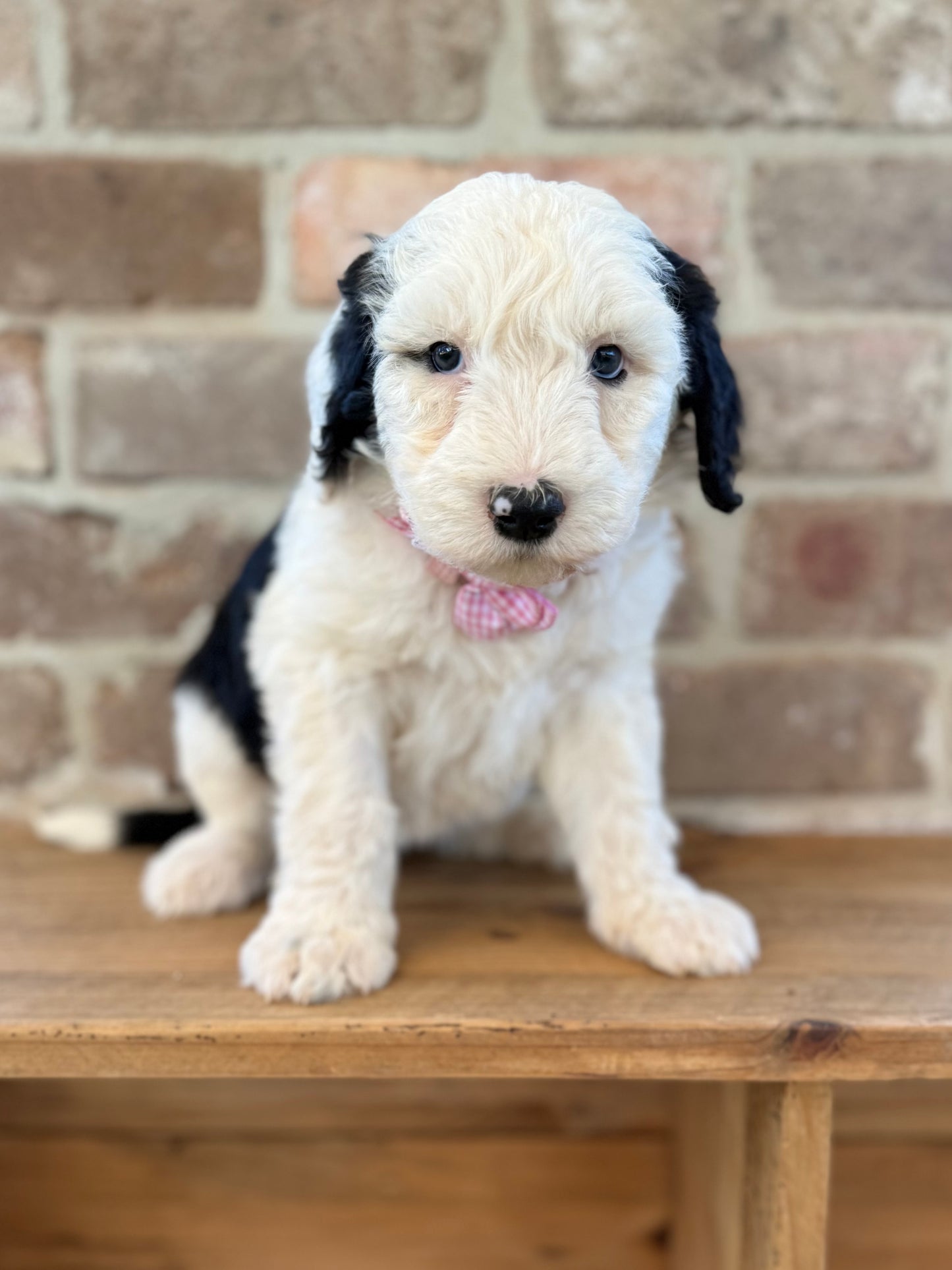 F1 Standard Sheepadoodles (Old English Sheepdog x Standard Poodle)