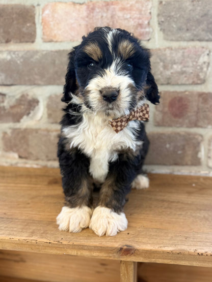 7 x F1 Standard Bernedoodles (Bernese Mountain Dog x Standard Poodle) READY END OF OCTOBER