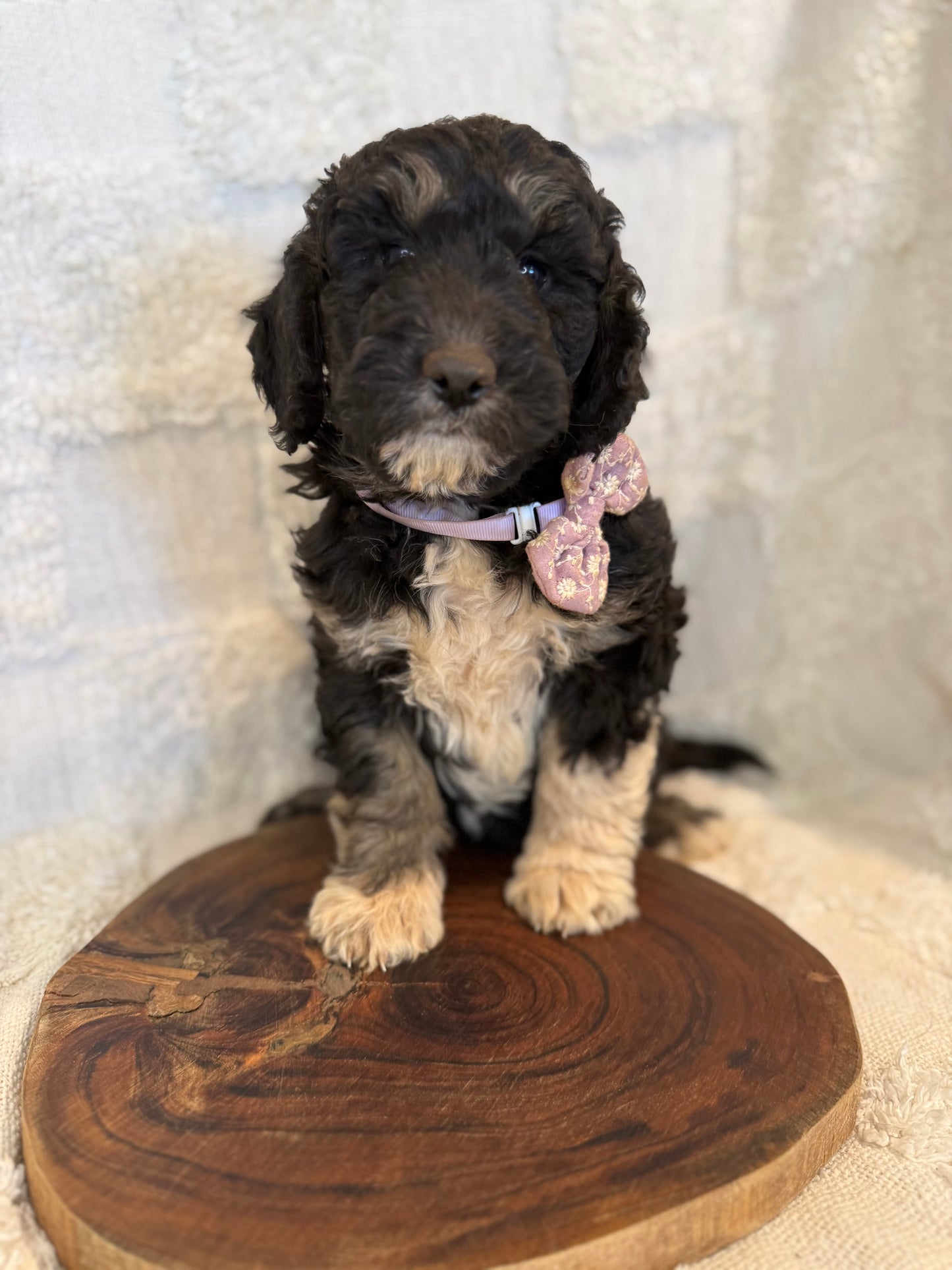 2 x F1b Medium Bernedoodles (Standard Bernedoodle x Mini Poodle)