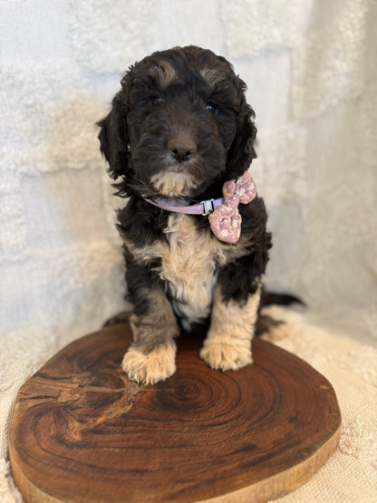 2 x F1b Medium Bernedoodles (Standard Bernedoodle x Mini Poodle)