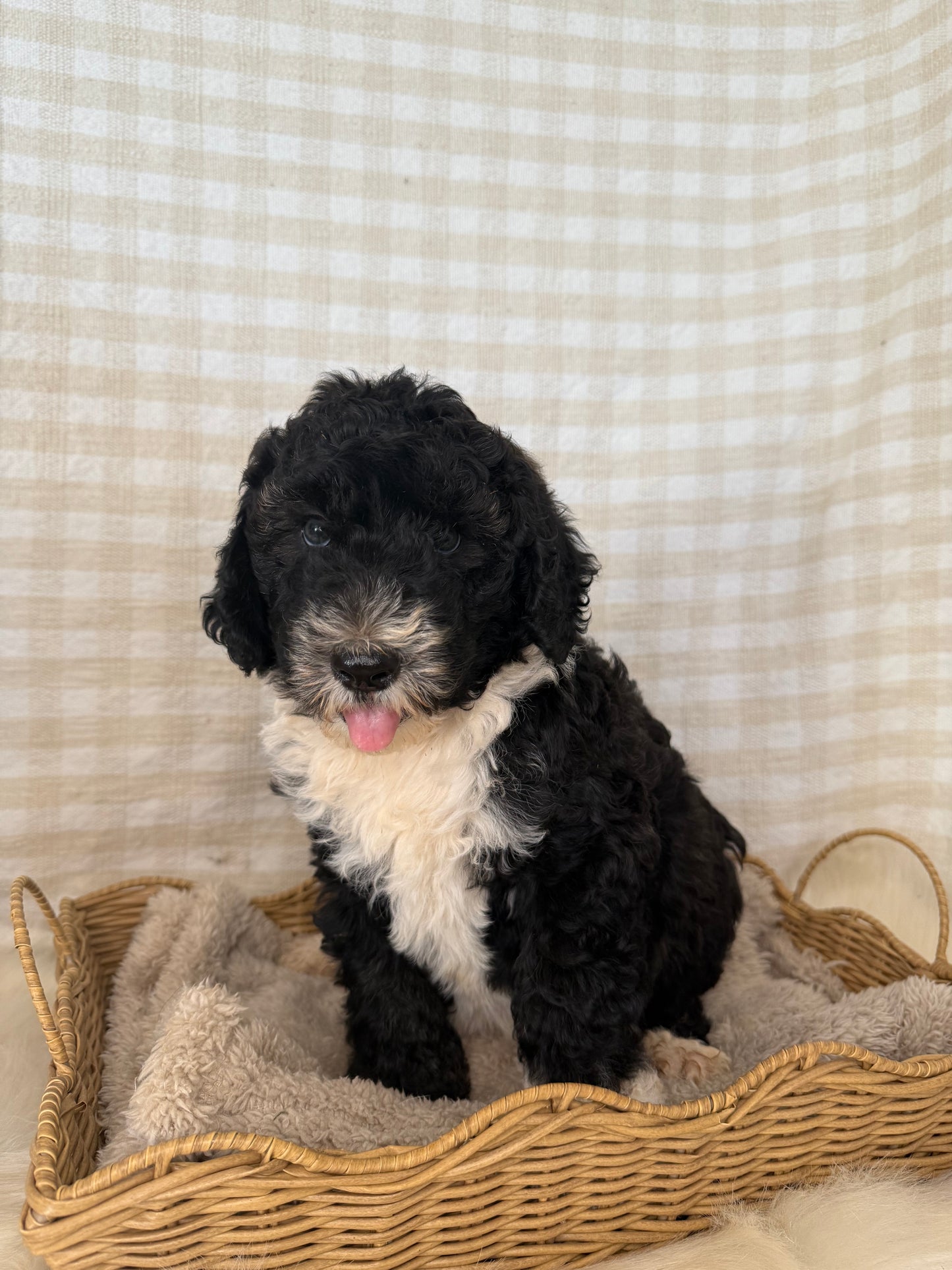 1 x F1 Standard Sheepadoodles (Old English Sheepdog x Standard Poodle)