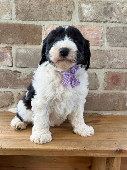 F1 Mini Sheepadoodles (Old English Sheepdog x Mini Poodle)