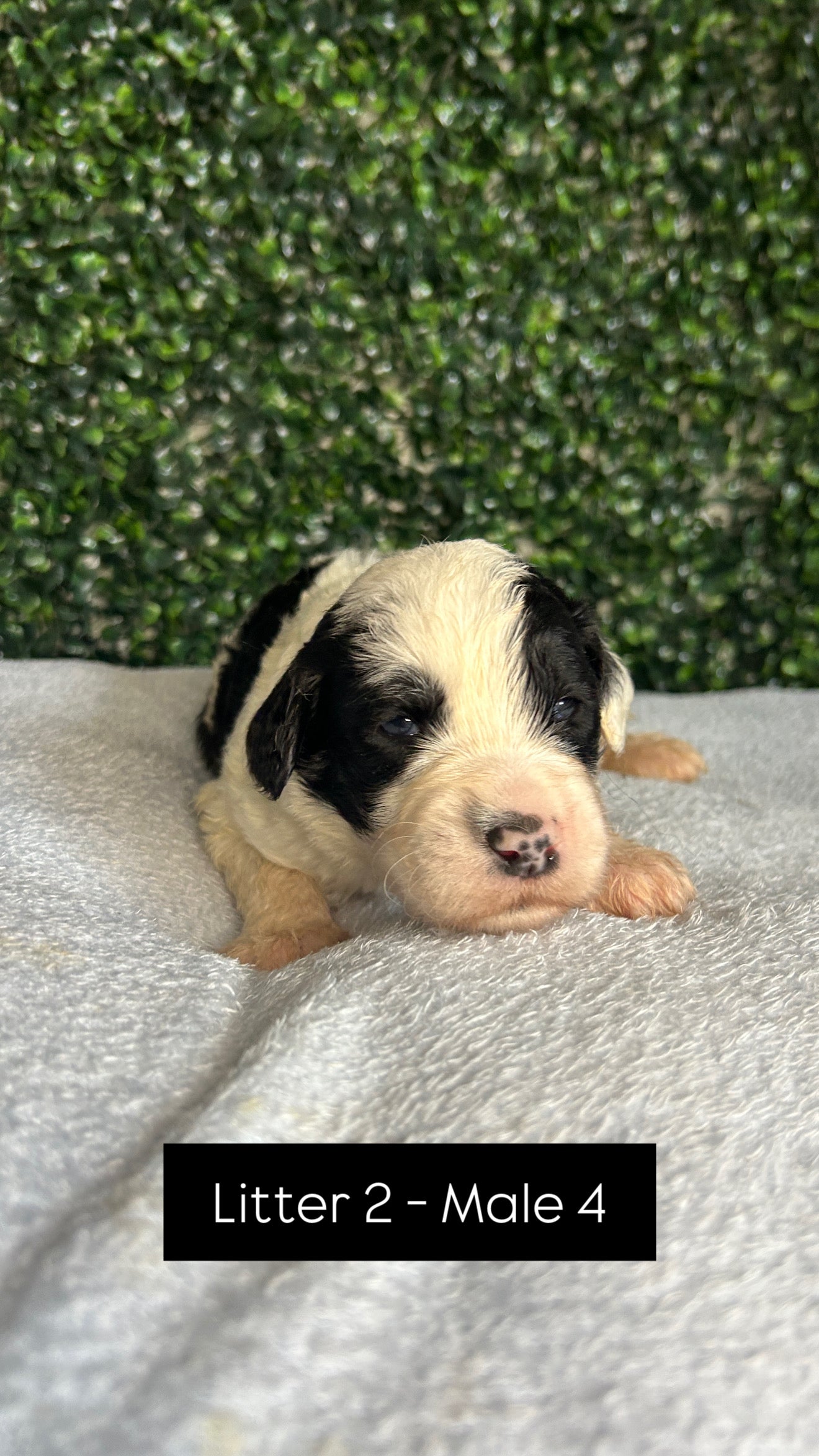 8 x F1 Standard Sheepadoodles (Old English Sheepdog x Standard Poodle)