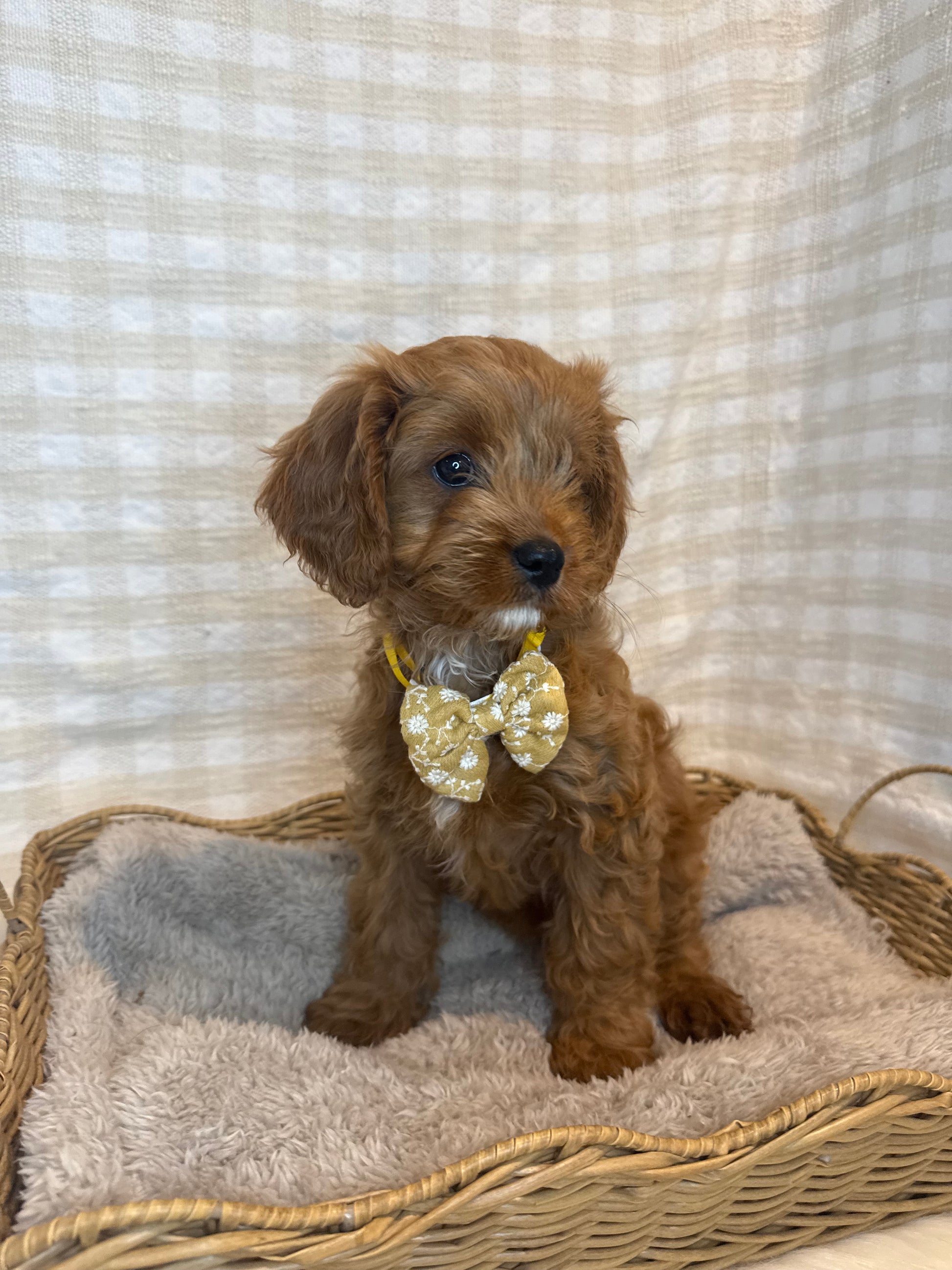 Toy Poodle Toy Cavoodle Breeders Dog Breeds Designer K9 Cavoodles
