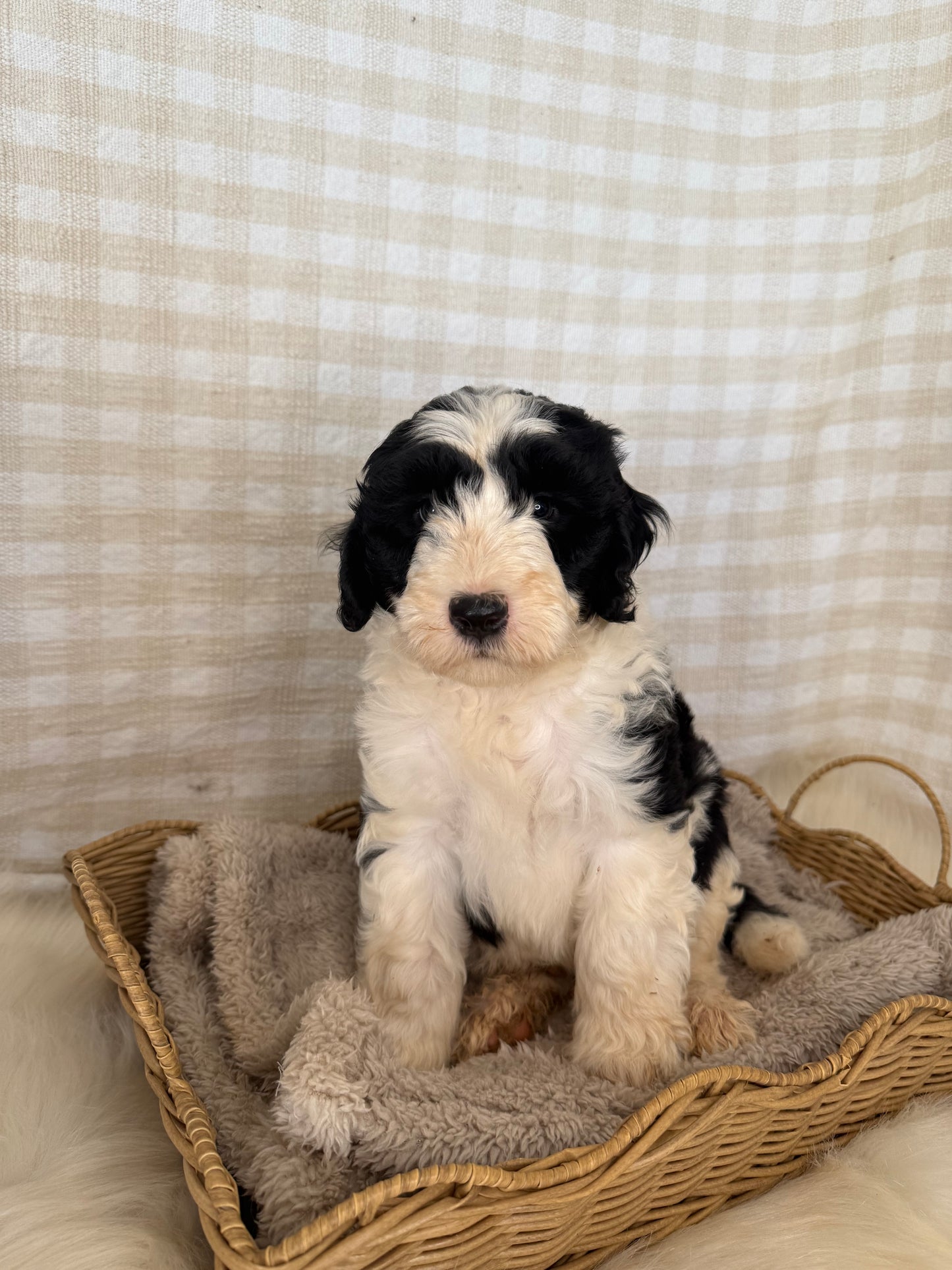 3 x F1 Mini Sheepadoodles (Old English Sheepdog x Mini Poodle)