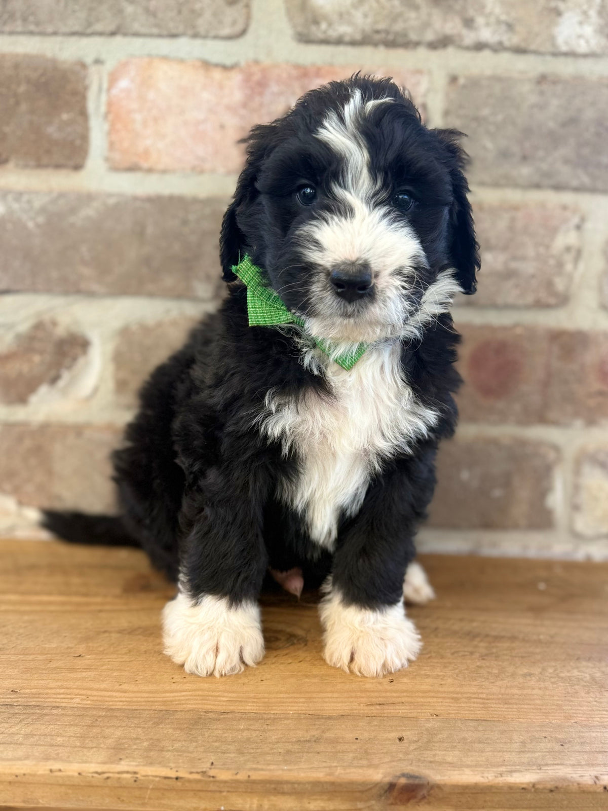 7 x F1 Standard Bernedoodles (Bernese Mountain Dog x Standard Poodle) READY END OF OCTOBER
