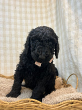 Load image into Gallery viewer, 3 x F1b Standard Bernedoodles (Standard Bernedoodle x Standard Poodle)
