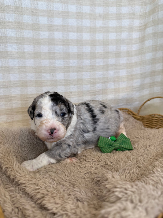 2 x F1 Standard Sheepadoodles (Old English Sheepdog x Standard Poodle)