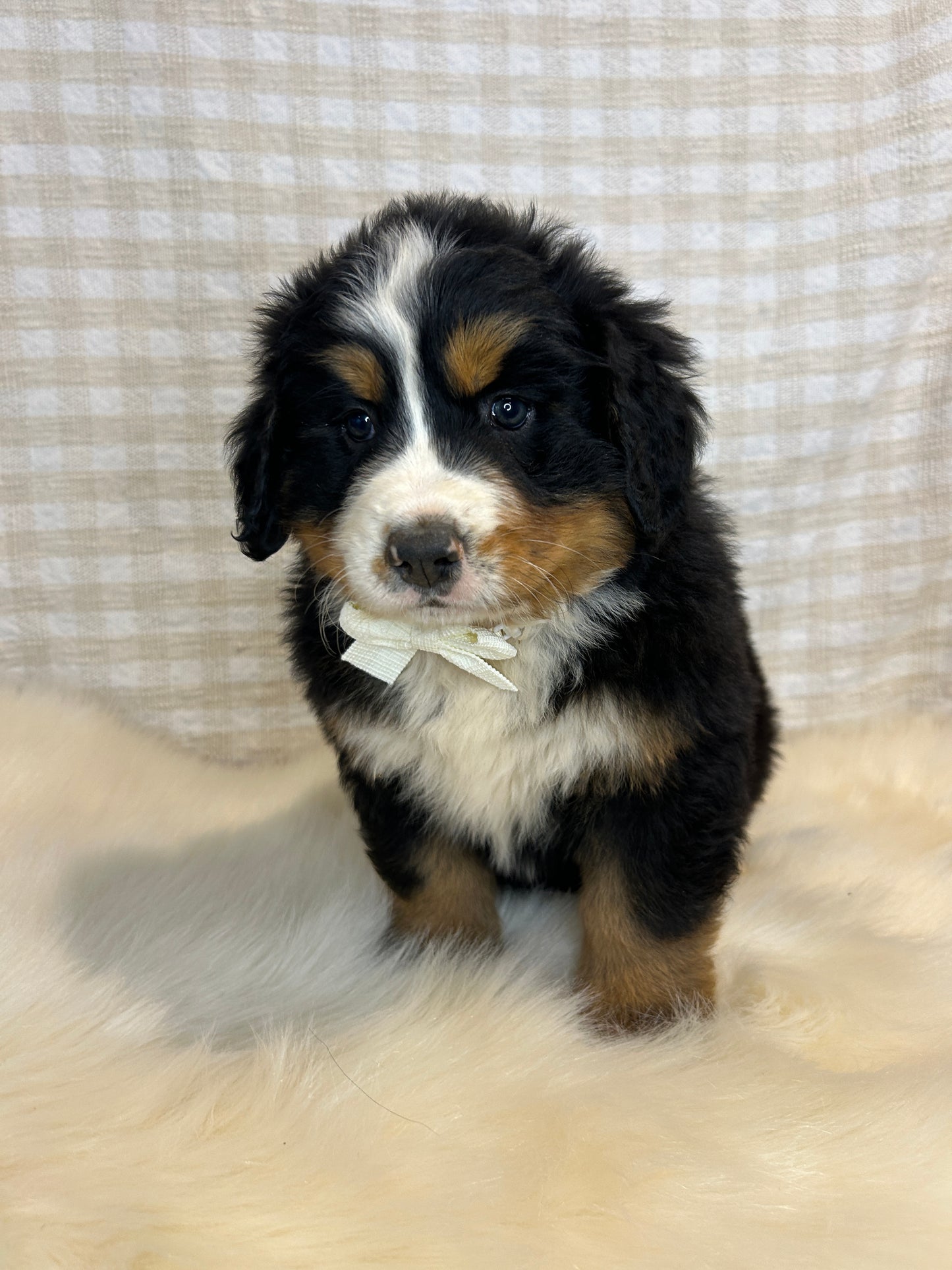 3 x Bernese Mountain Dogs (DNA Clear, Hip & Elbow Scored)