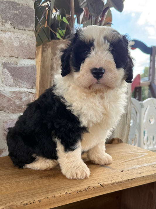 MURPHY - F1 Mini Bernedoodle Male (Bernese Mountain Dog x Mini Poodle)