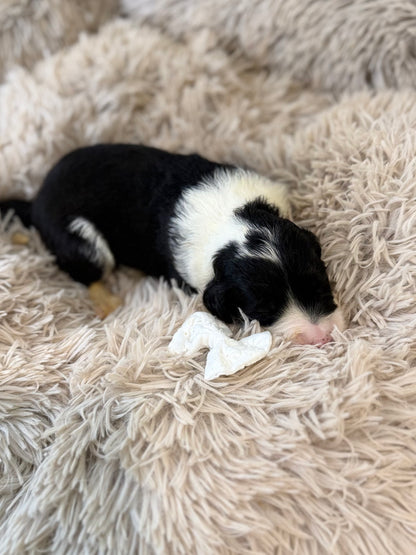 F1 Standard Sheepadoodles (Old English Sheepdog x Standard Poodle) READY EARLY DECEMBER