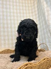 Load image into Gallery viewer, 3 x F1b Standard Bernedoodles (Standard Bernedoodle x Standard Poodle)
