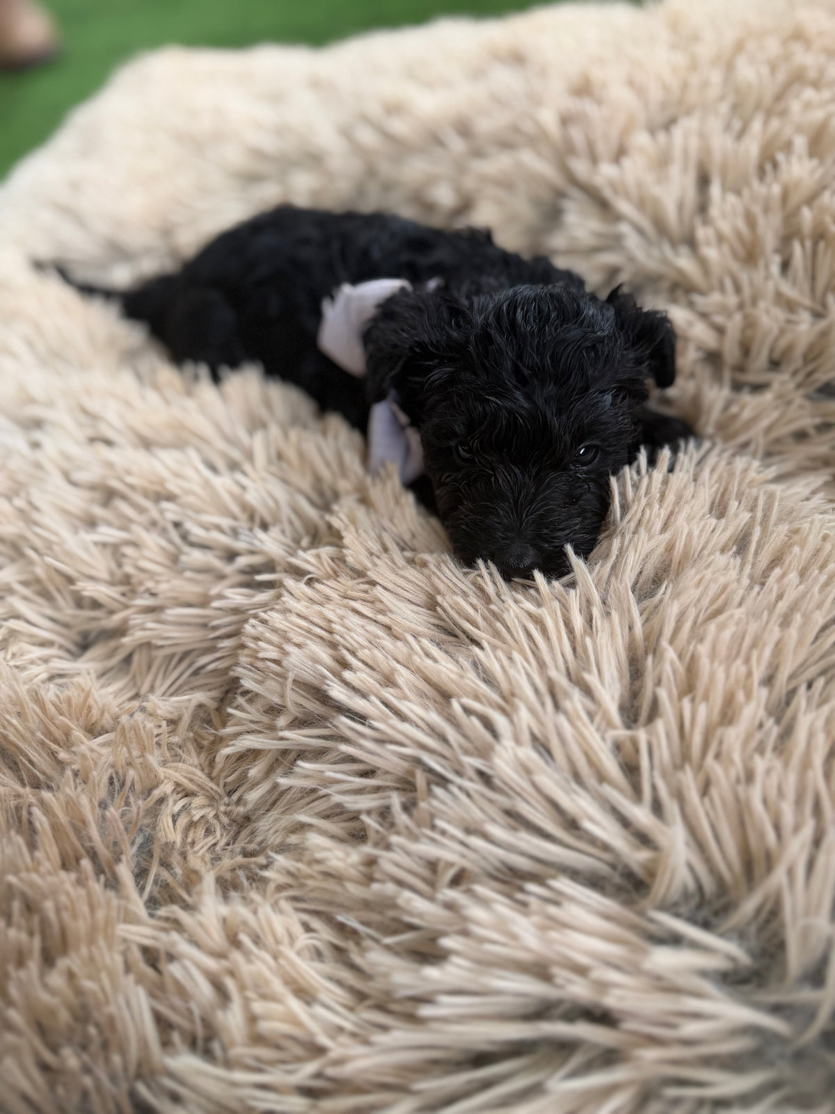 3 x F1 Mini Schnoodles (Mini Poodle x Mini Schnauzer)