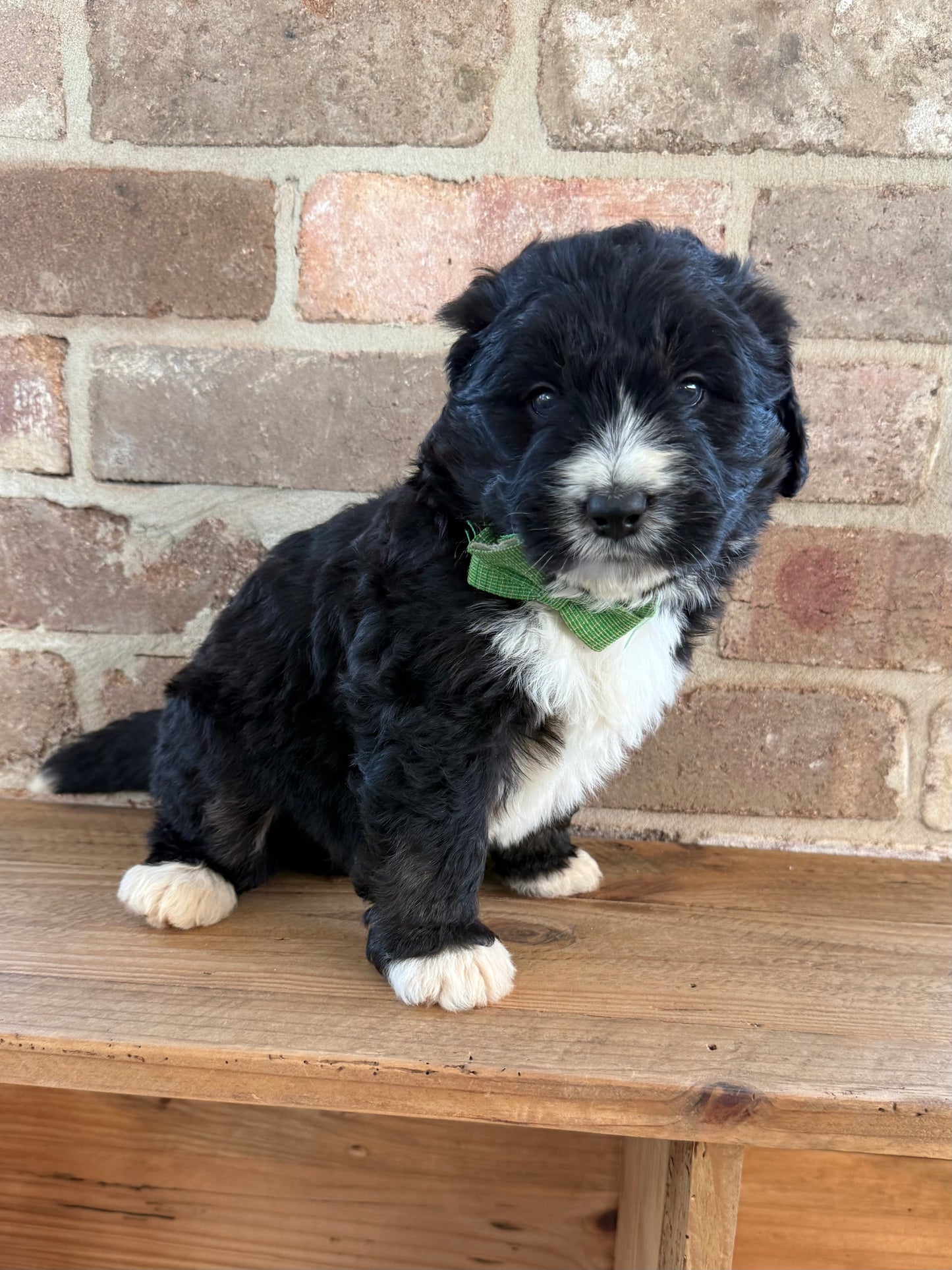 F1 Standard Bernedoodles (Bernese Mountain Dog x Standard Poodle)