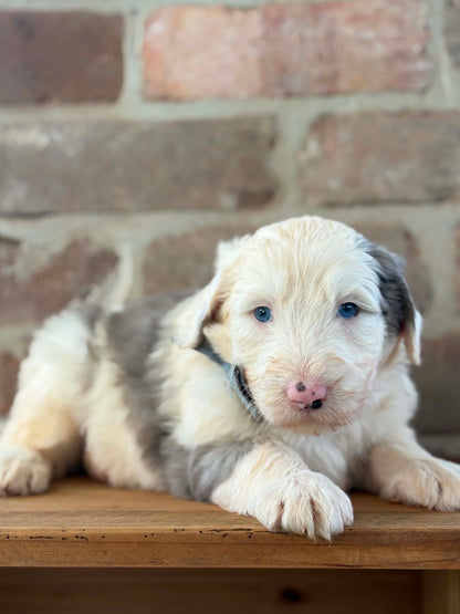 F1 Standard Sheepadoodles (Old English Sheepdog x Standard Poodle)