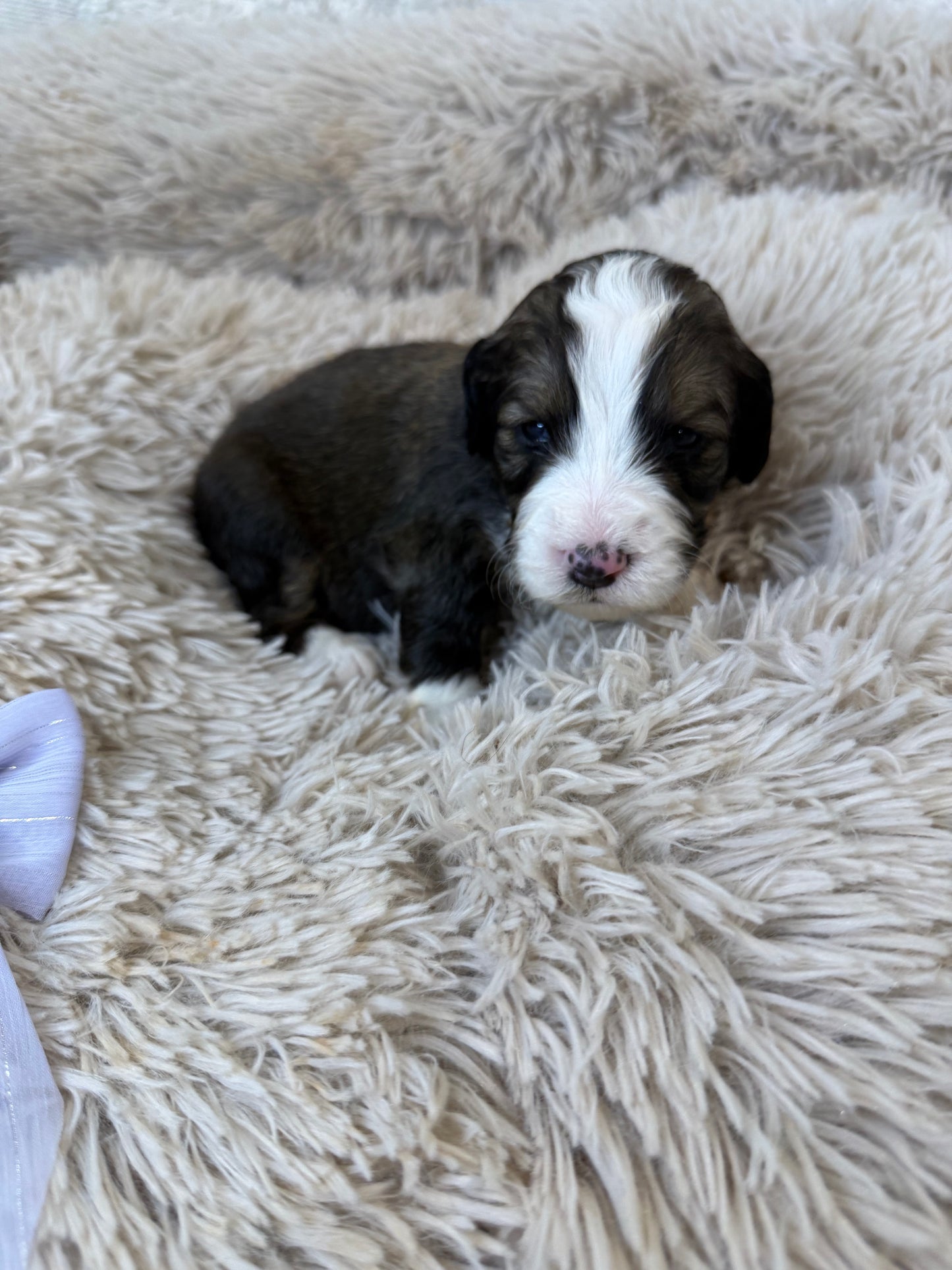 F1 Standard Bernedoodles (Bernese Mountain Dog x Standard Poodle)