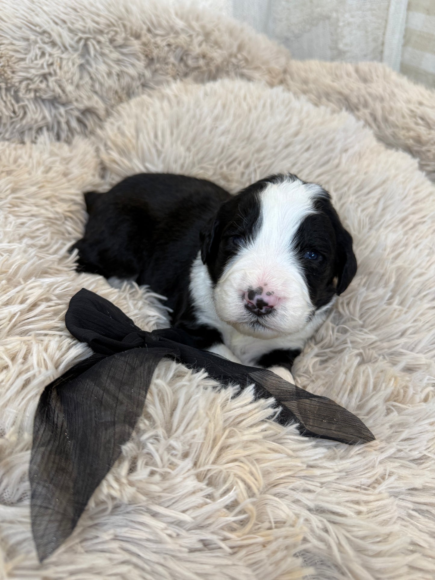 F1 Standard Bernedoodles (Bernese Mountain Dog x Standard Poodle)