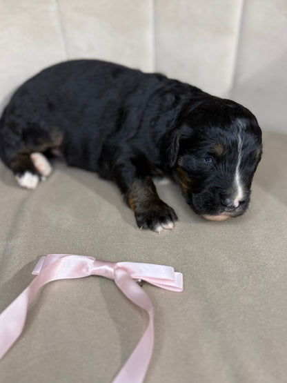 8 x F1 Standard Bernedoodles (Bernese Mountain Dog x Standard Poodle) READY EARLY DECEMBER