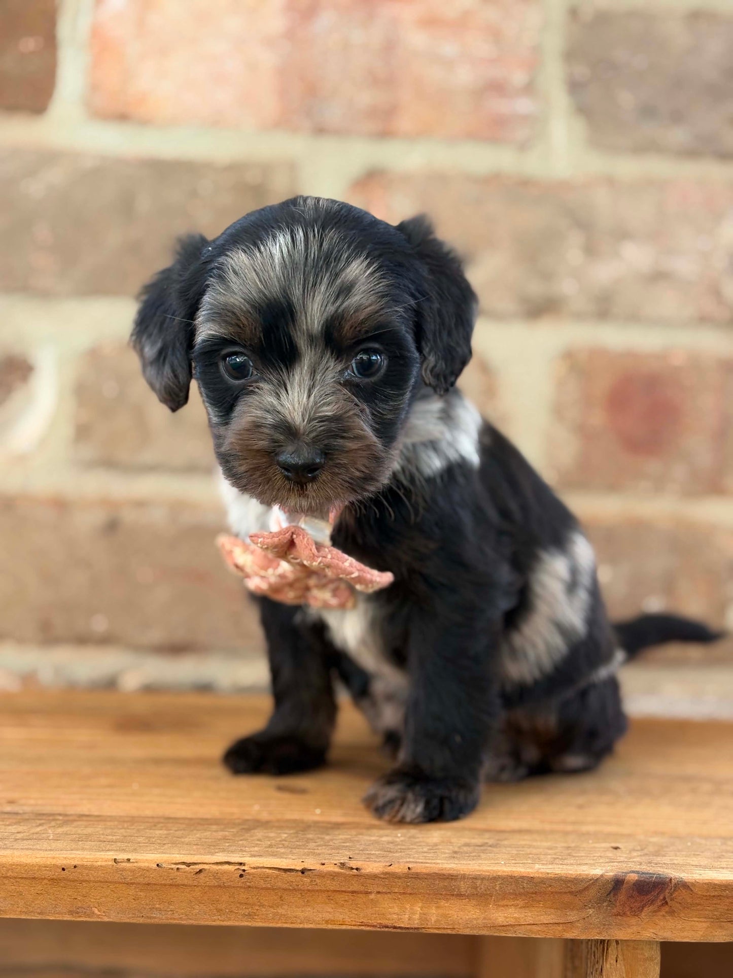F1b Medium Bernedoodles (Standard Bernedoodle x Mini Poodle)