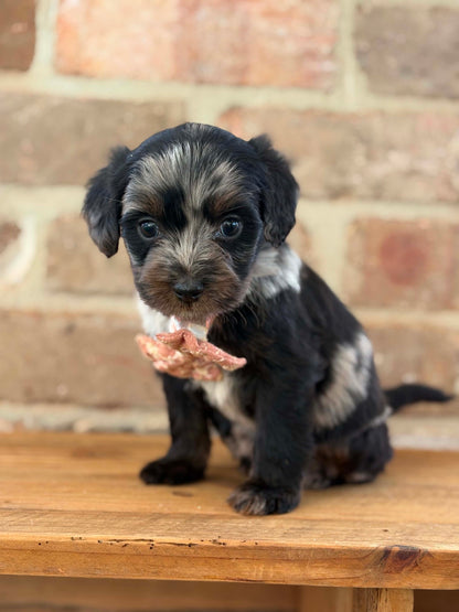 F1b Medium Bernedoodles (Standard Bernedoodle x Mini Poodle)