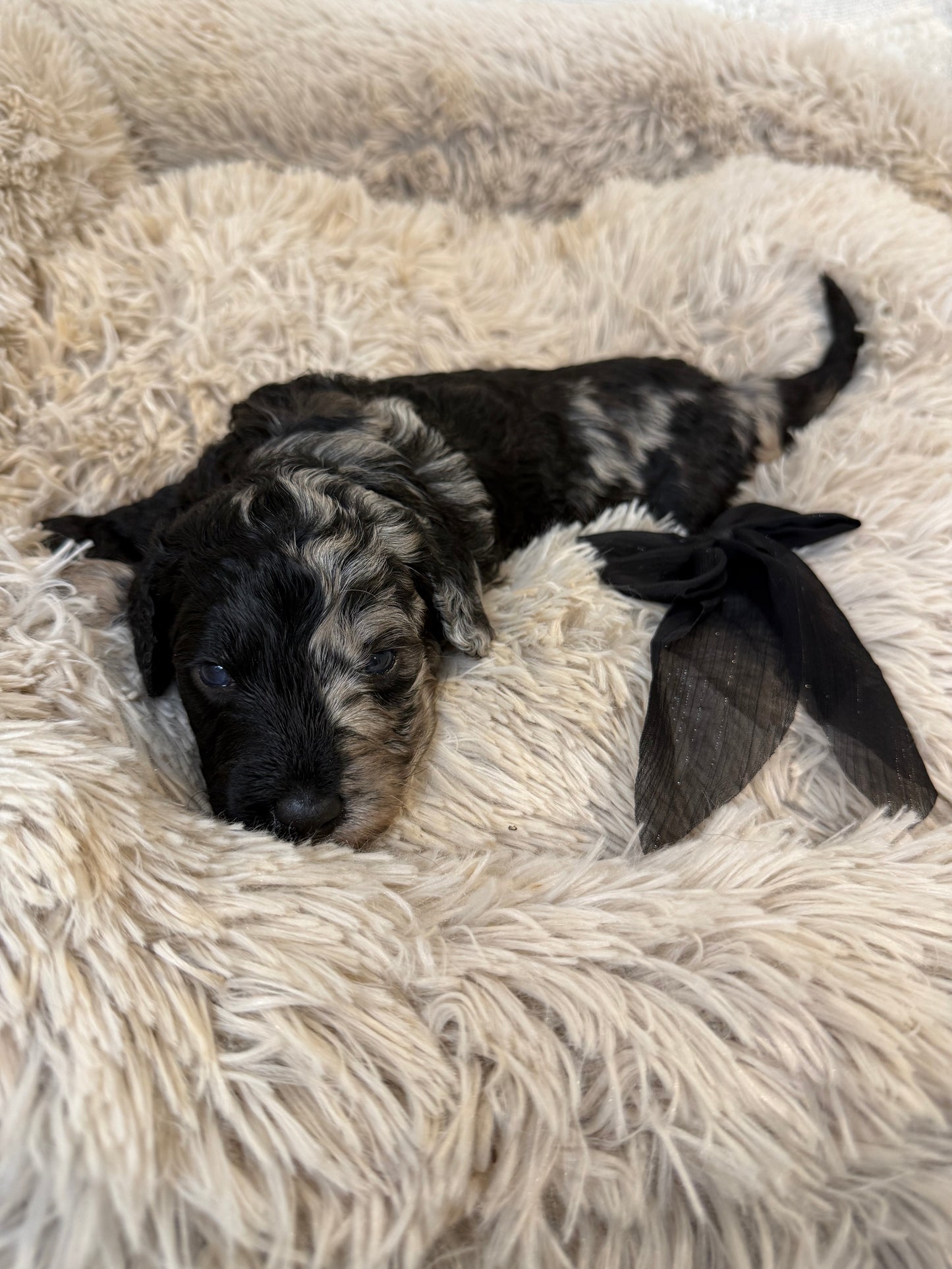 F1b Medium Bernedoodles (Standard Bernedoodle x Mini Poodle)