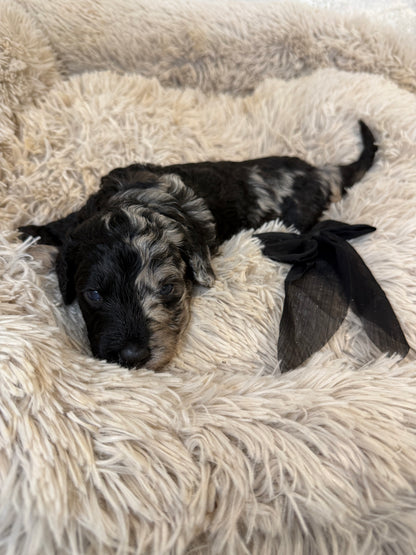 F1b Medium Bernedoodles (Standard Bernedoodle x Mini Poodle)
