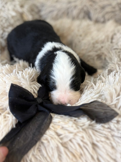 F1 Standard Bernedoodles (Bernese Mountain Dog x Standard Poodle)