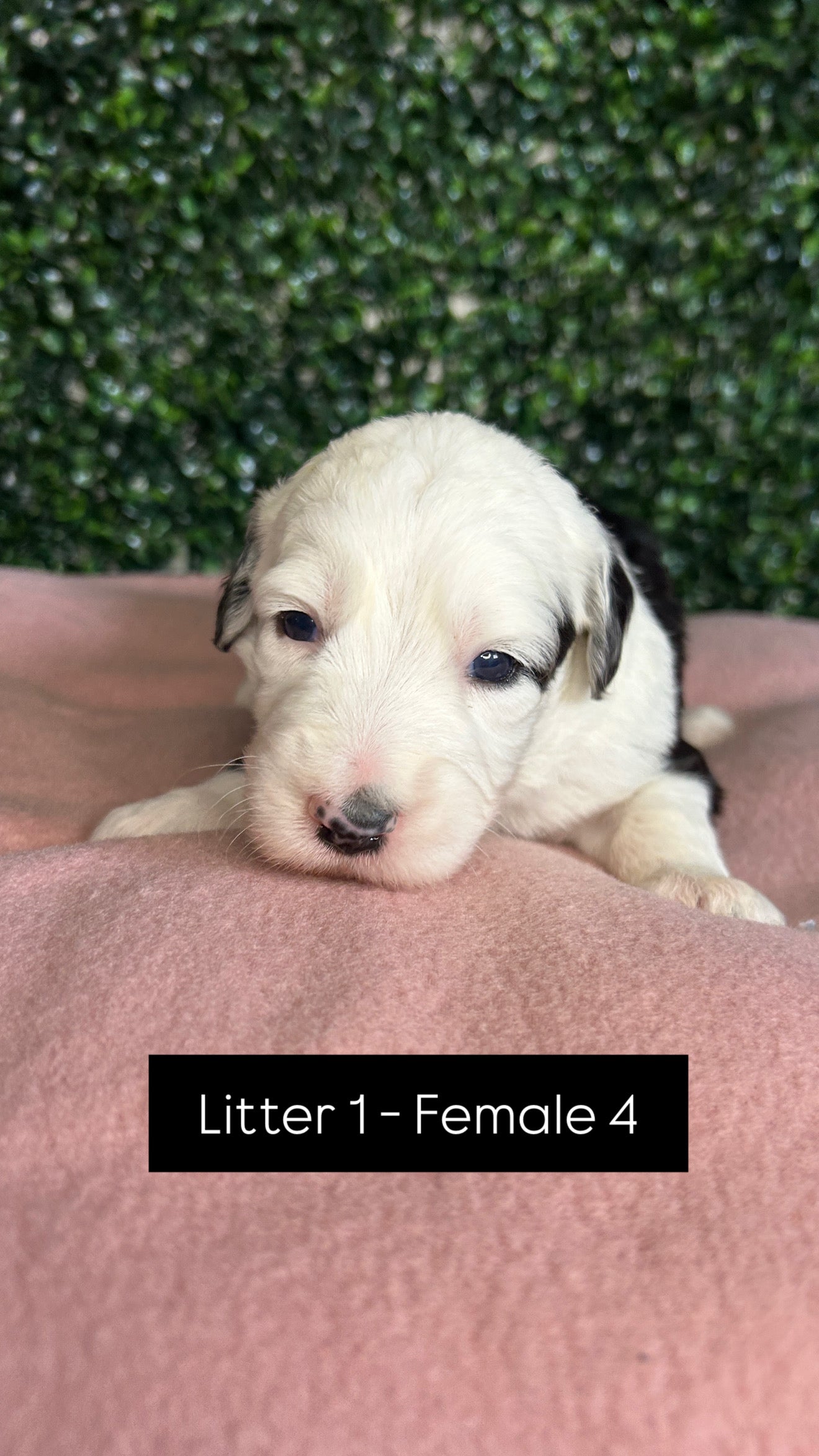 8 x F1 Standard Sheepadoodles (Old English Sheepdog x Standard Poodle)