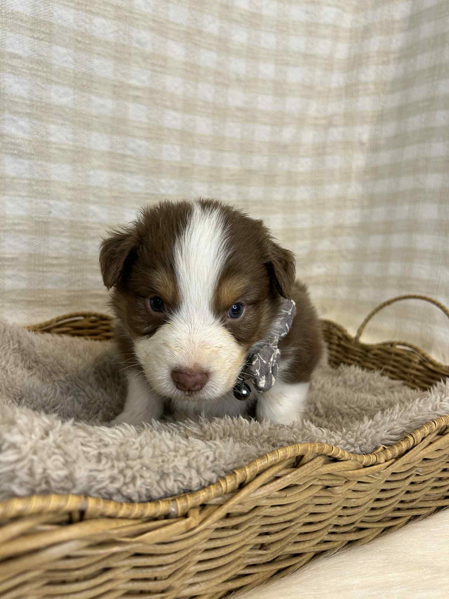 2 x Purebred Australian Shepherds