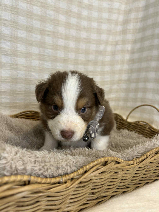 2 x Purebred Australian Shepherds