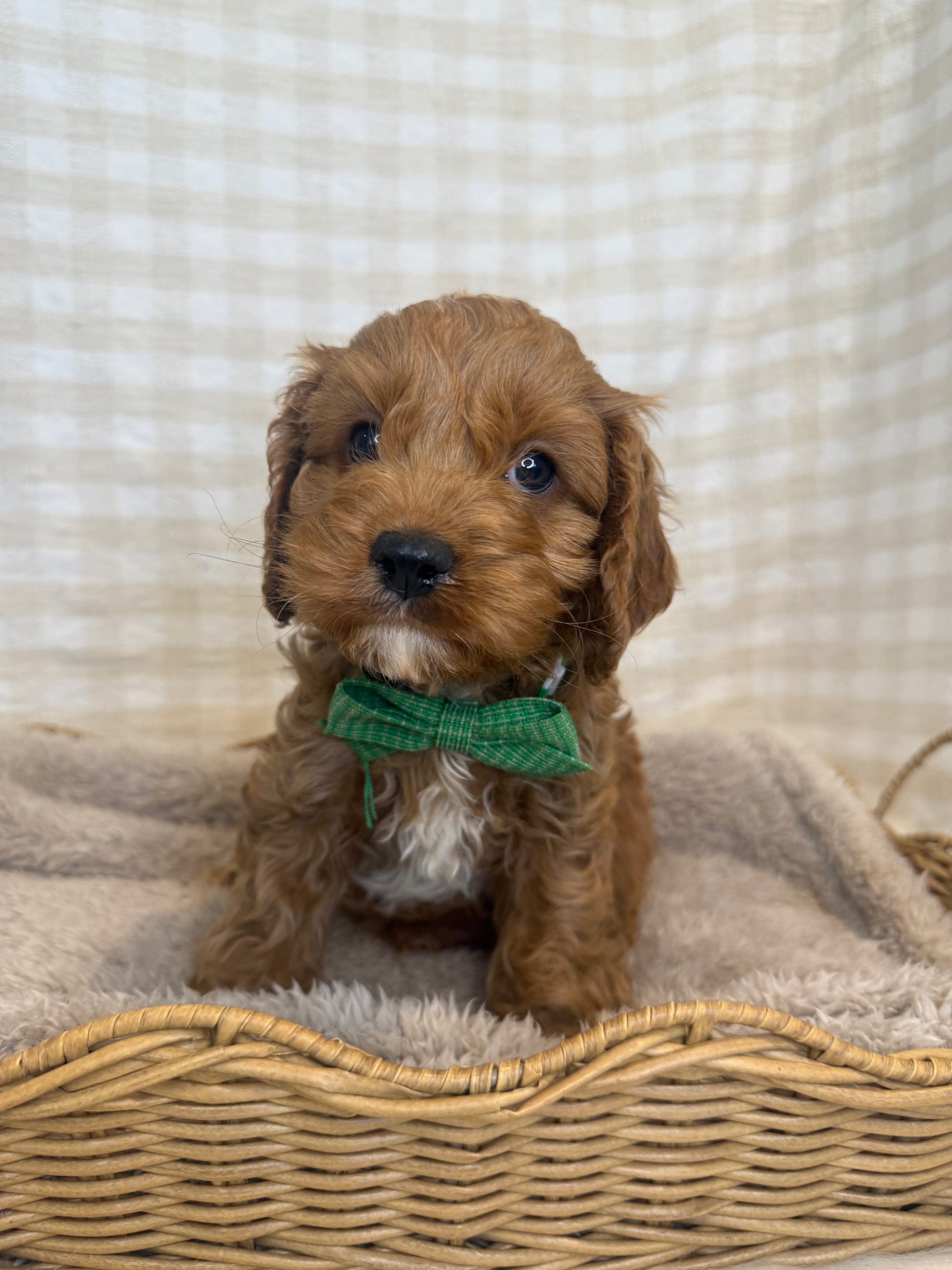 Blue Puppies With Bows X F1 Toy Cavoodles (DNA Clear) – Country Canine
