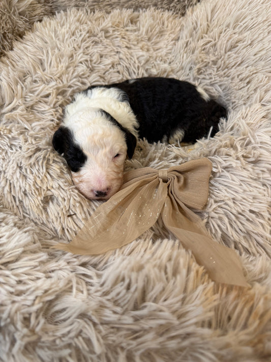 F1 Standard Sheepadoodles (Old English Sheepdog x Standard Poodle)