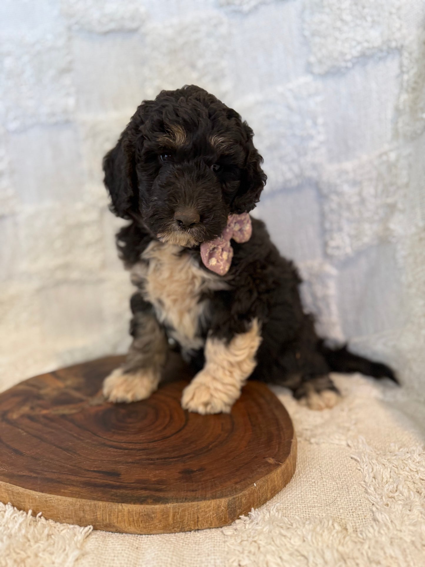2 x F1b Medium Bernedoodles (Standard Bernedoodle x Mini Poodle)