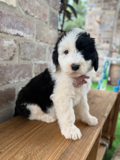 POPPY - F1 Standard Sheepadoodle (Old English Sheepdog x Standard Poodle)