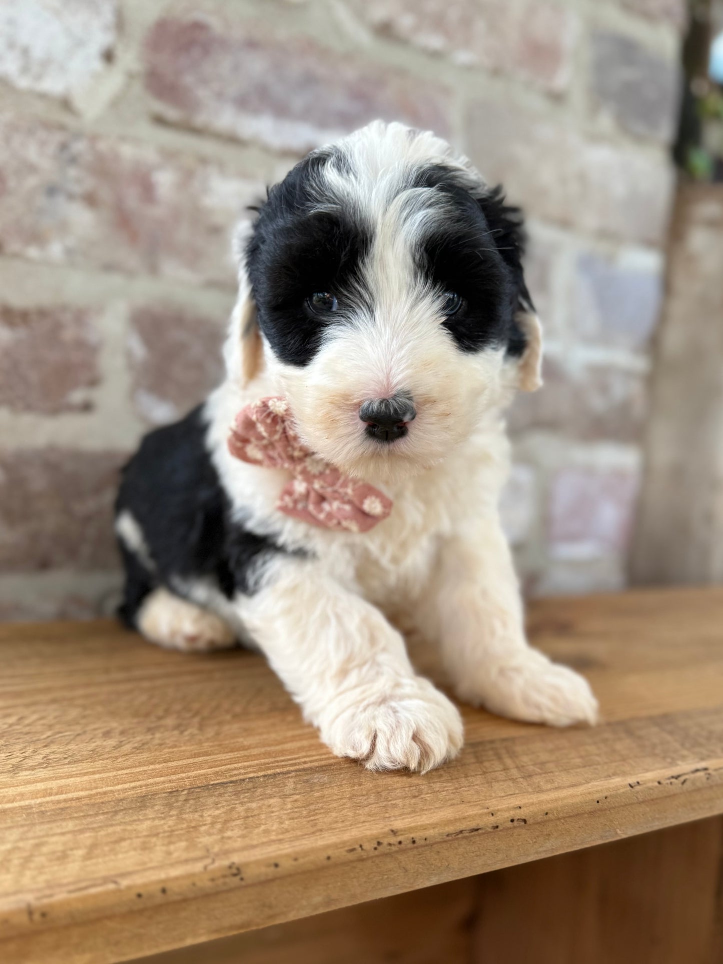 WINNIE - F1 Standard Sheepadoodle (Old English Sheepdog x Standard Poodle)